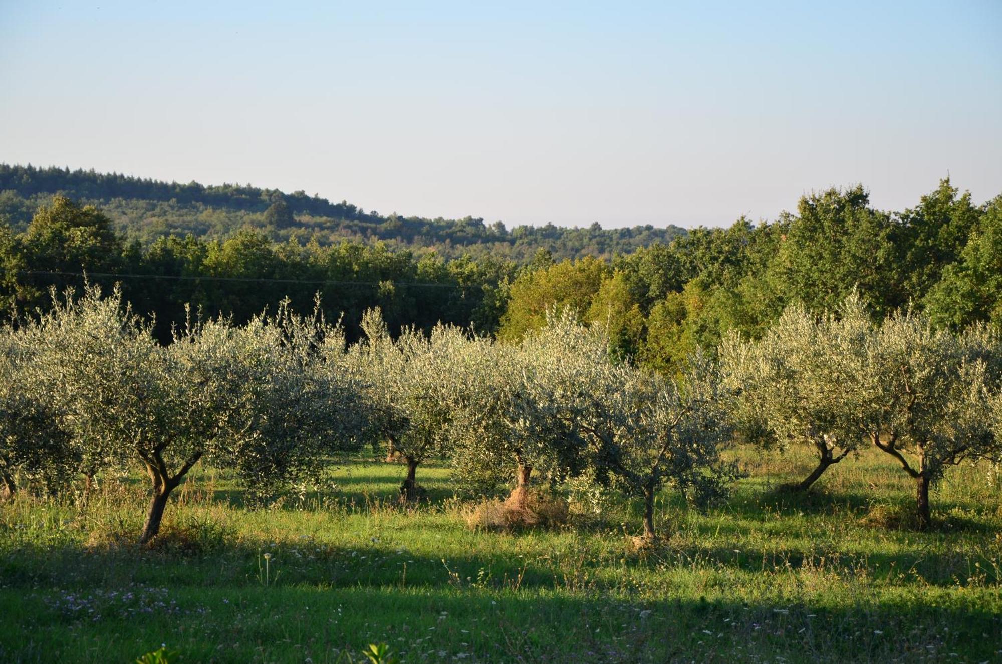 Villa Olivetta By Istrian Country Houses Barat  Exterior foto